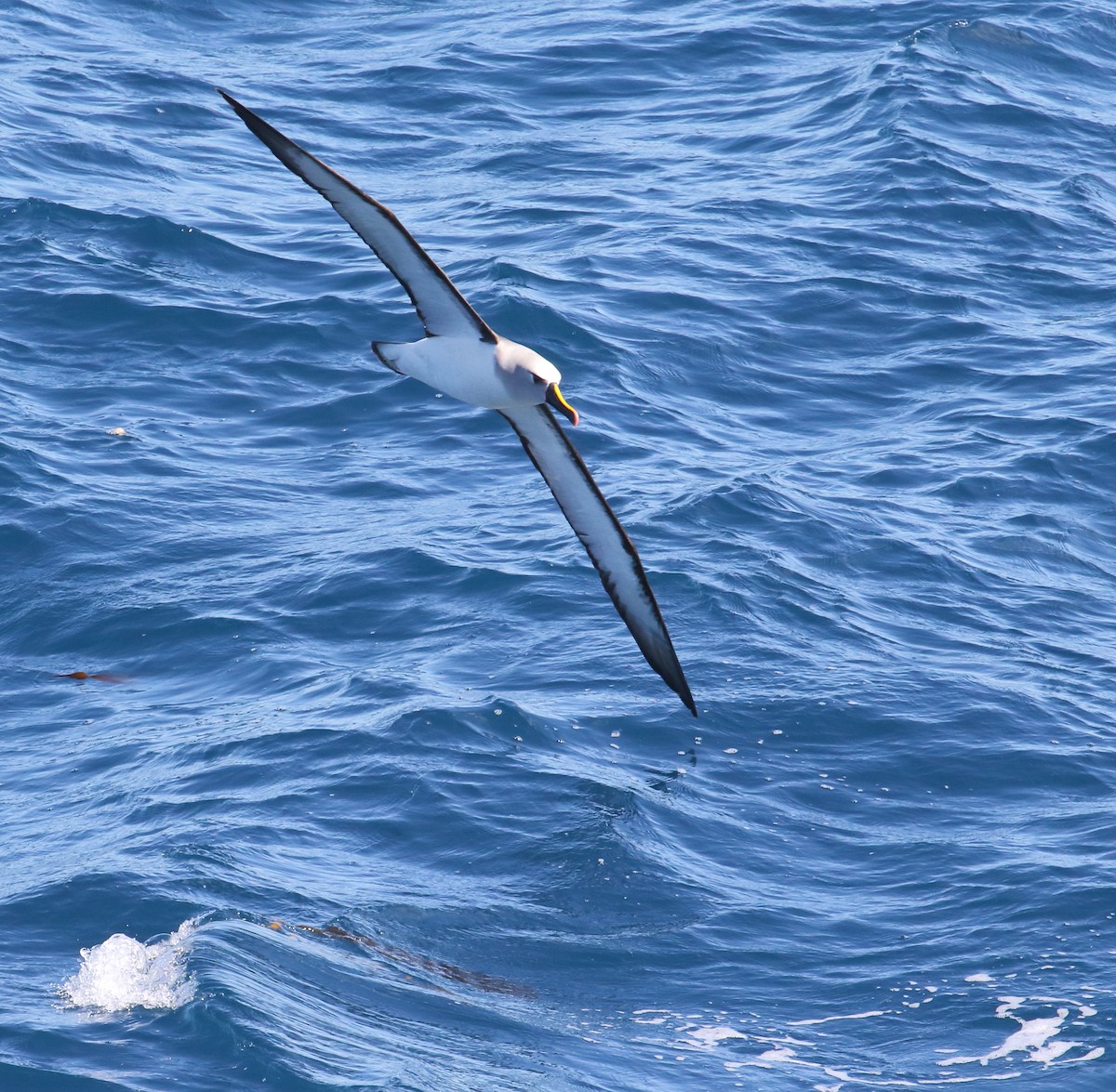 Atlantik Sarı Gagalı Albatrosu - ML621067150