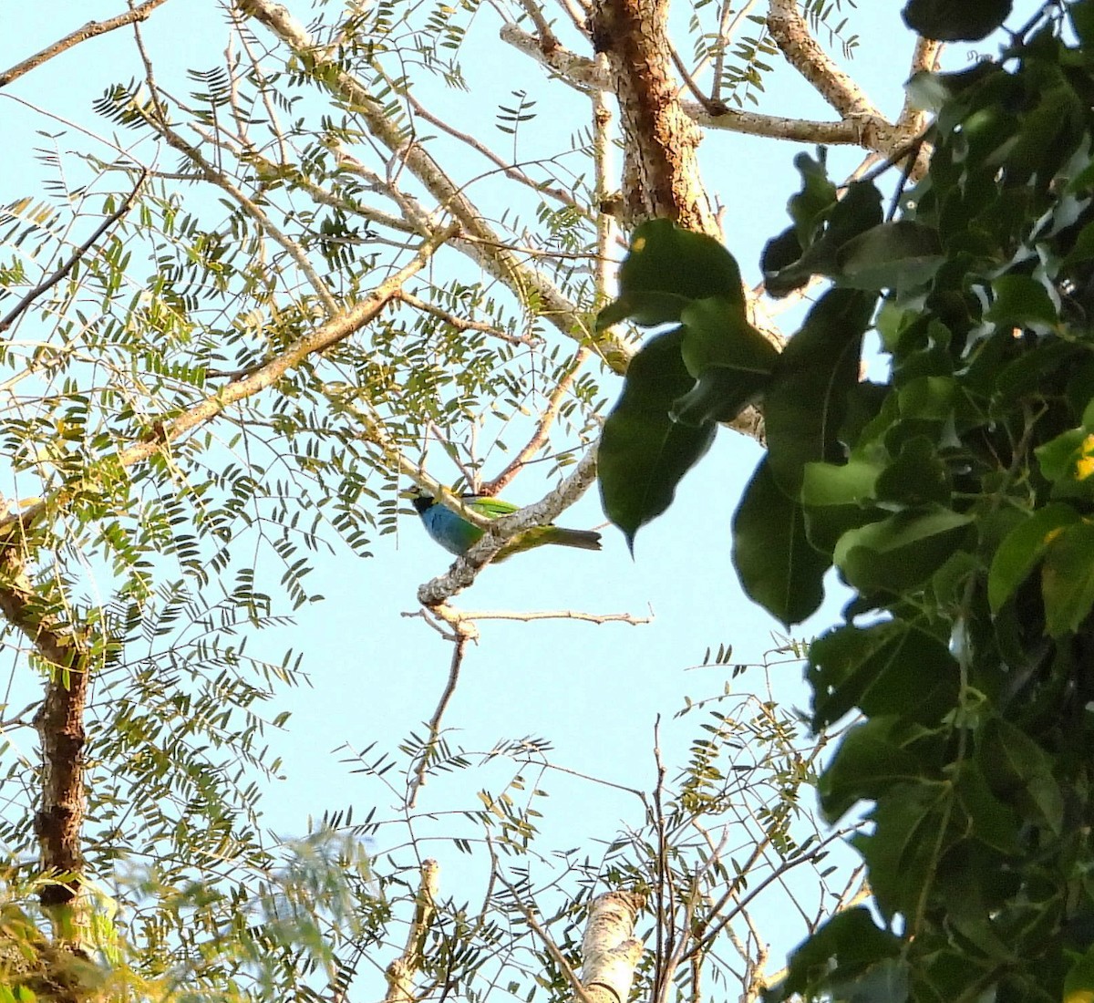 Green-headed Tanager - ML621067152