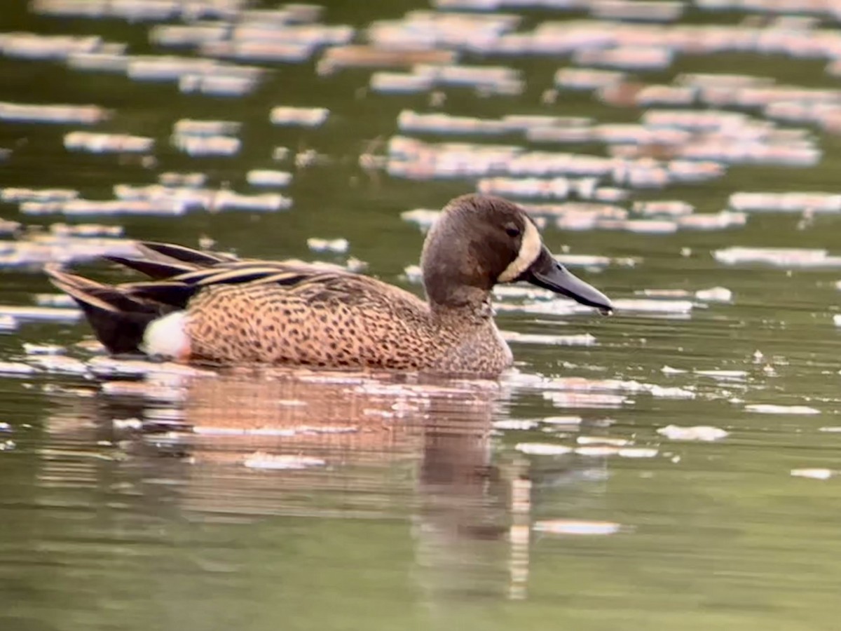 Blue-winged Teal - ML621067165
