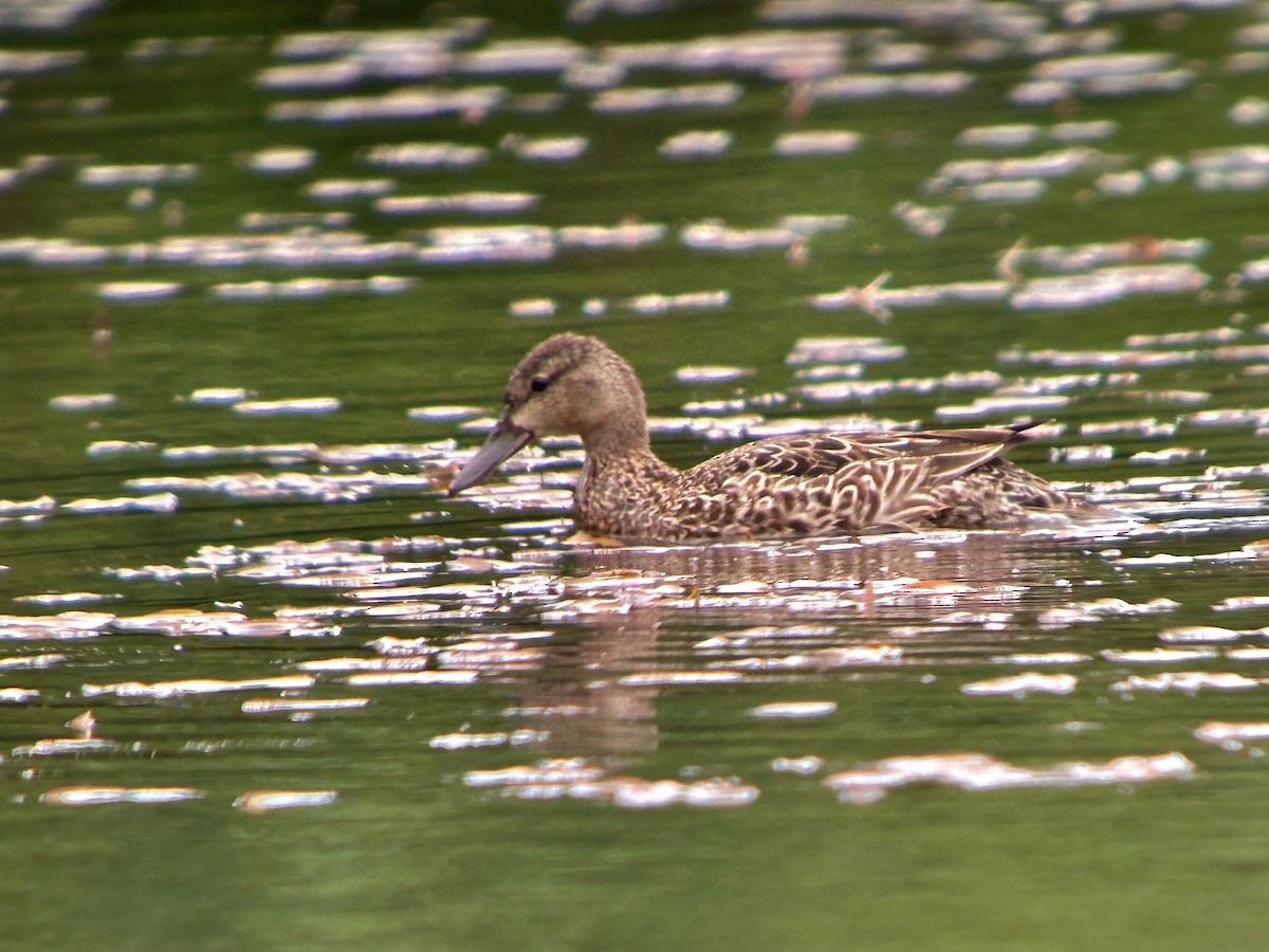 Blue-winged Teal - ML621067170