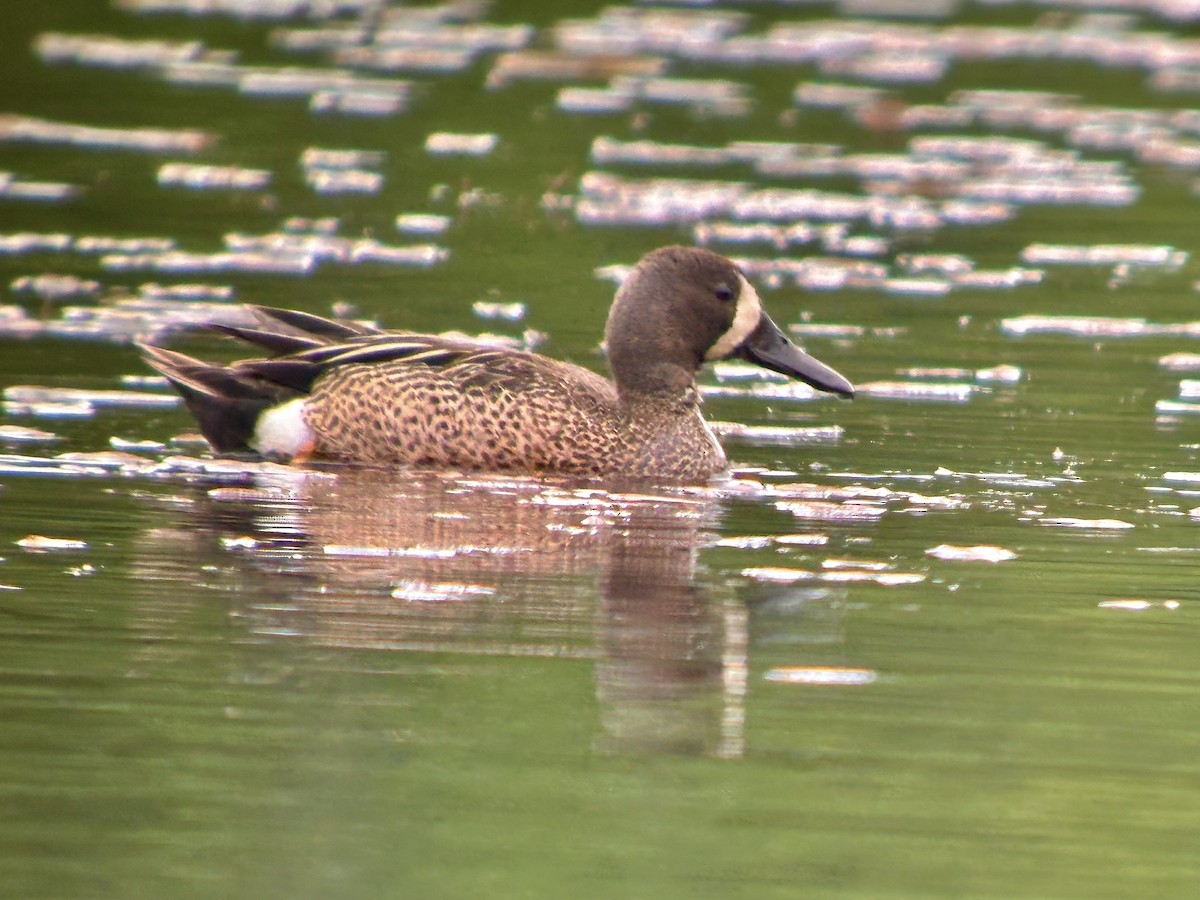 Blue-winged Teal - ML621067171