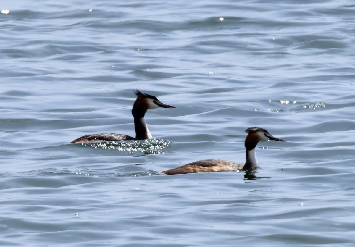 Great Crested Grebe - ML621067215