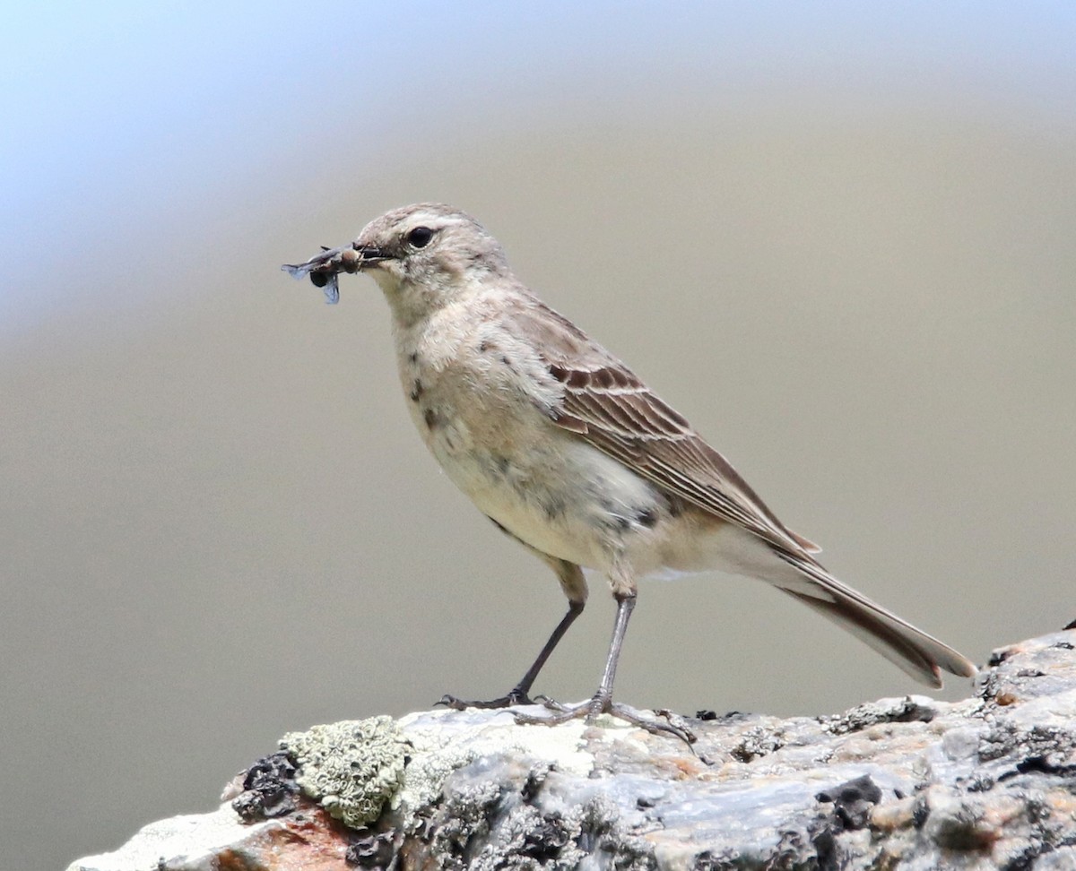 Water Pipit - ML621067216