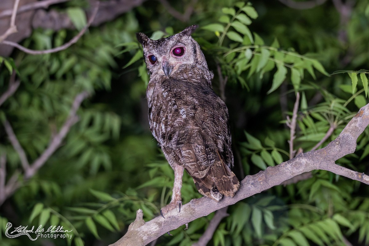 Grayish Eagle-Owl - ML621067225
