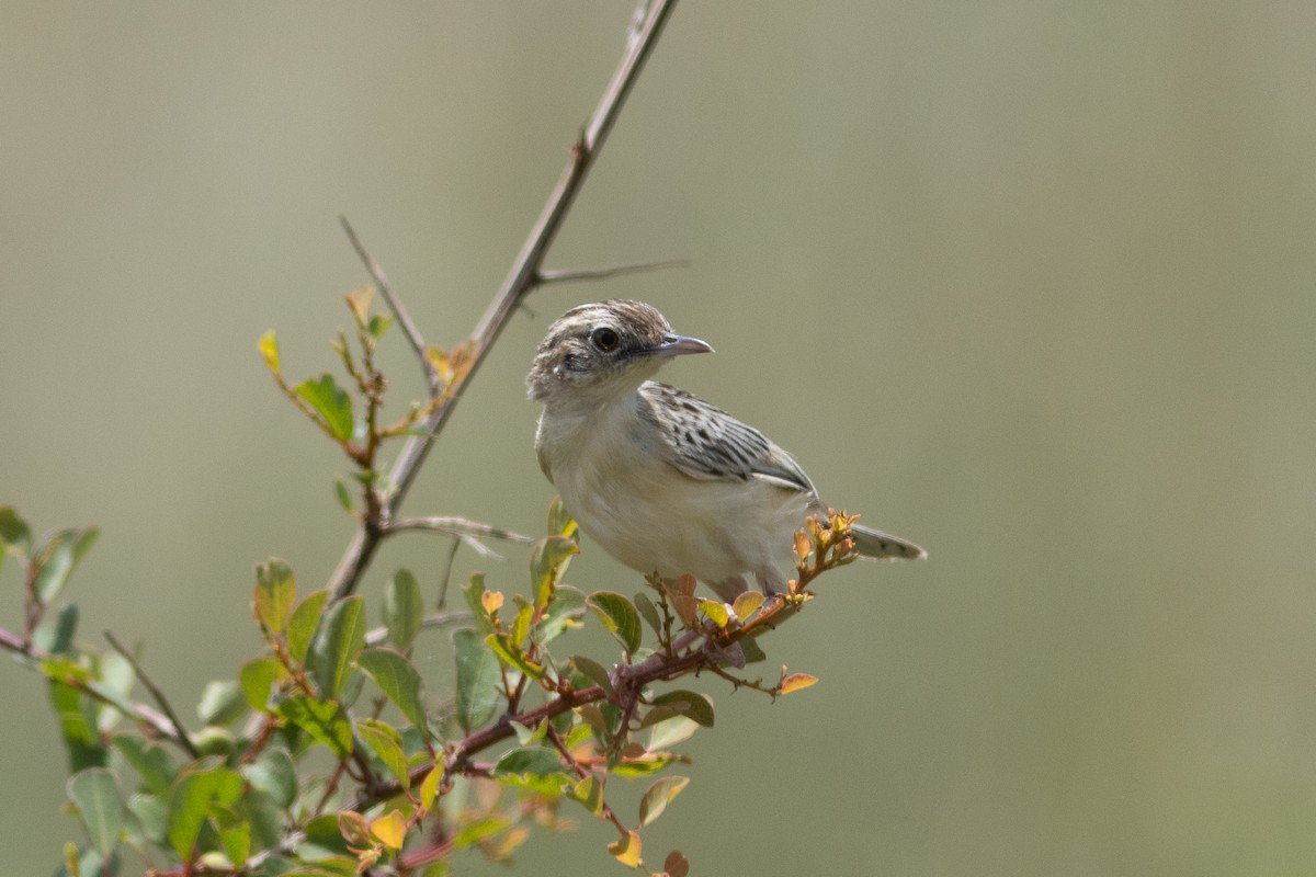 Pectoral-patch Cisticola - ML621067263