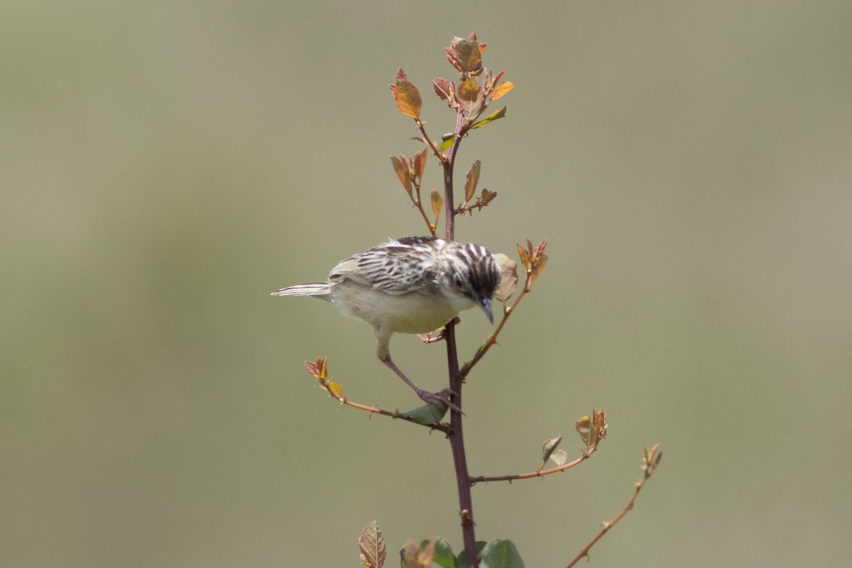 Pectoral-patch Cisticola - ML621067264