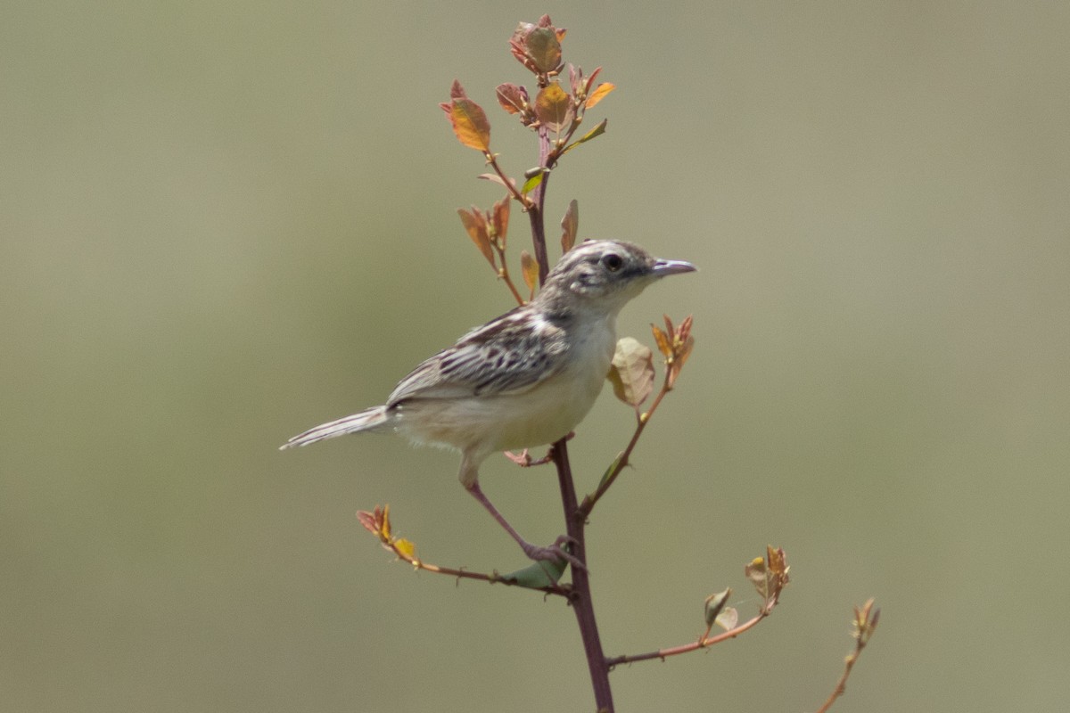 Pectoral-patch Cisticola - ML621067265