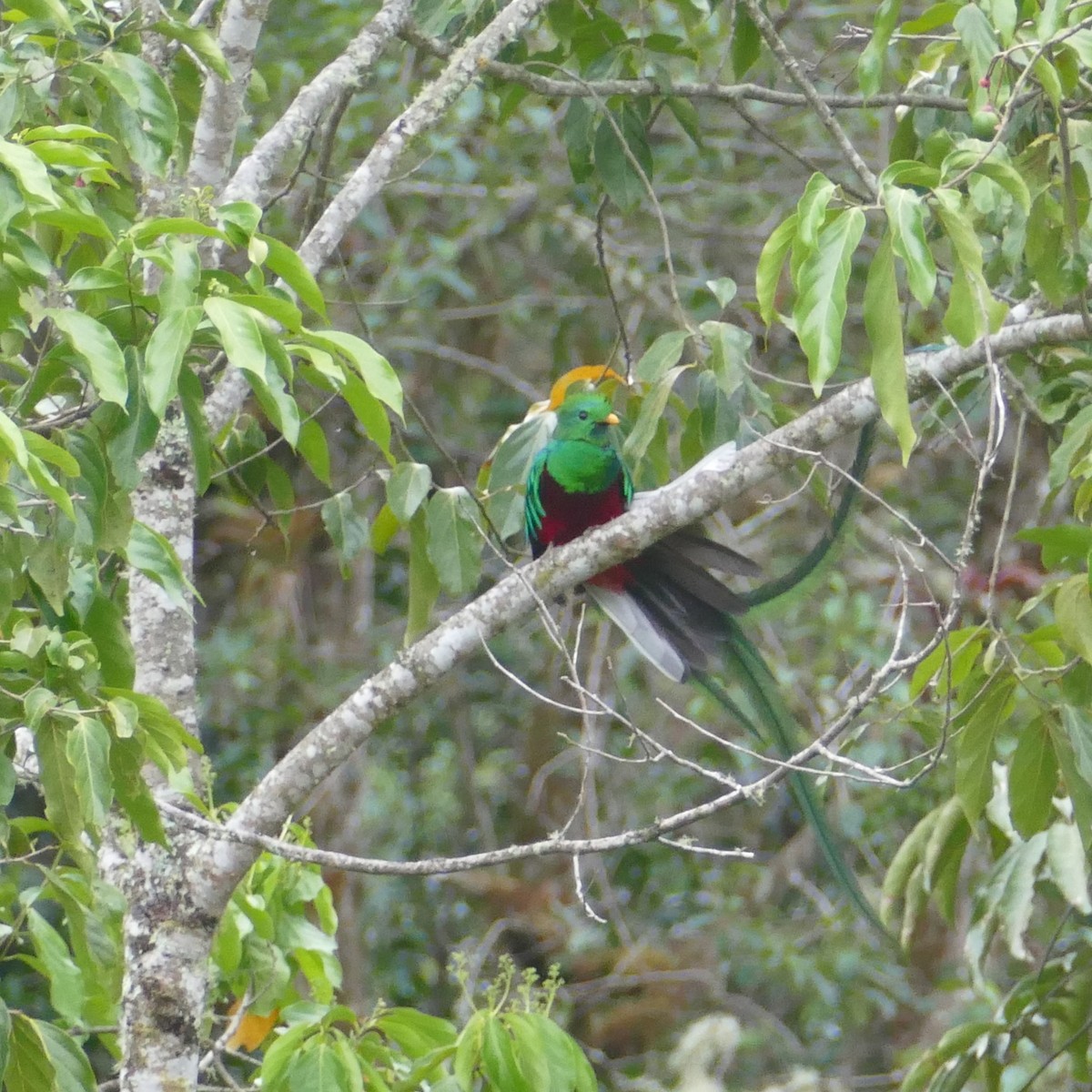 Quetzal Guatemalteco - ML621067278
