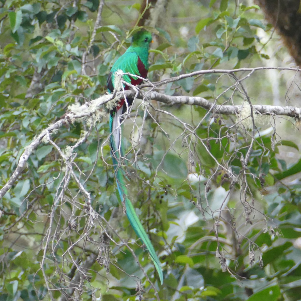 Quetzal Guatemalteco - ML621067279