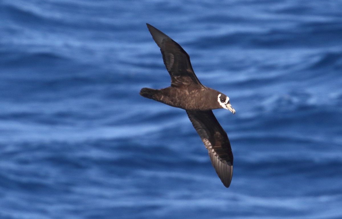 Spectacled Petrel - ML621067280