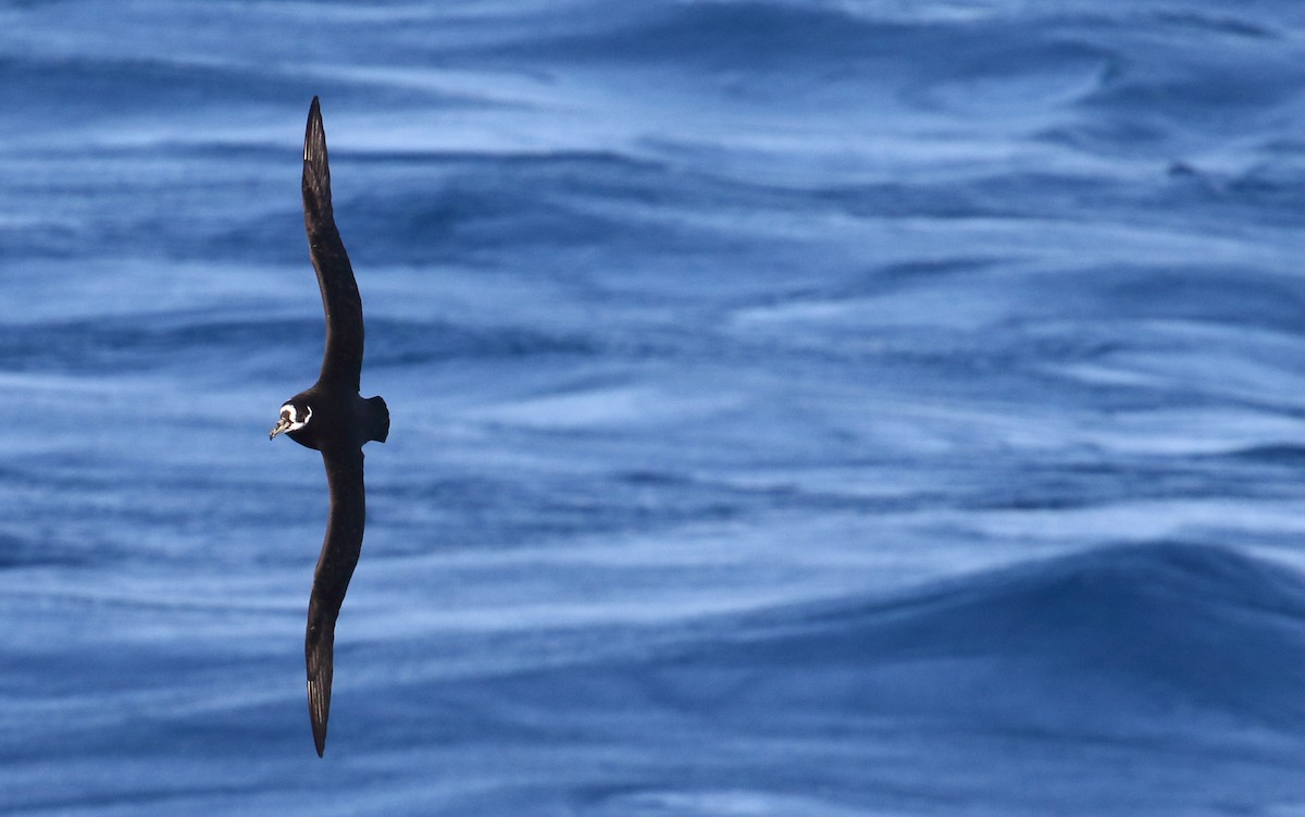 Spectacled Petrel - ML621067281