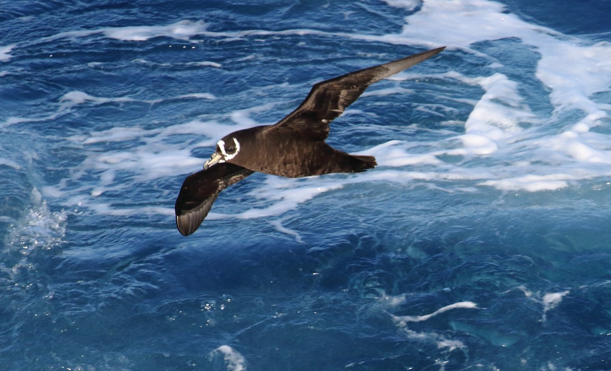 Spectacled Petrel - ML621067282