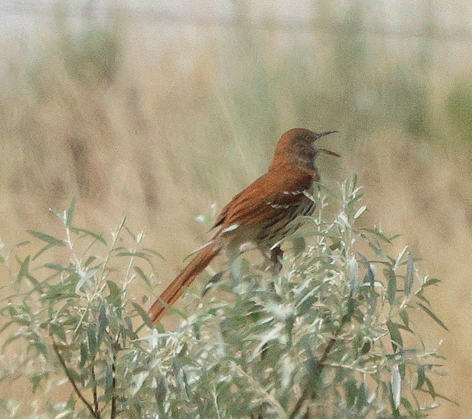 Brown Thrasher - ML621067286
