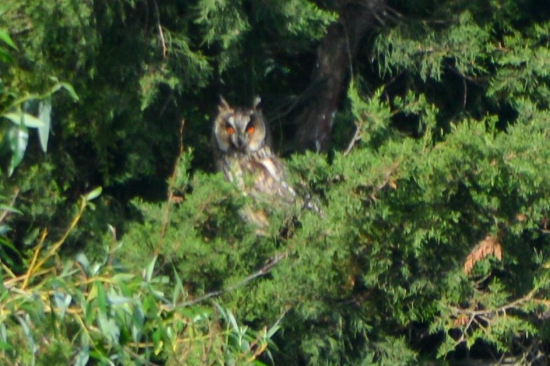 Long-eared Owl - ML621067287