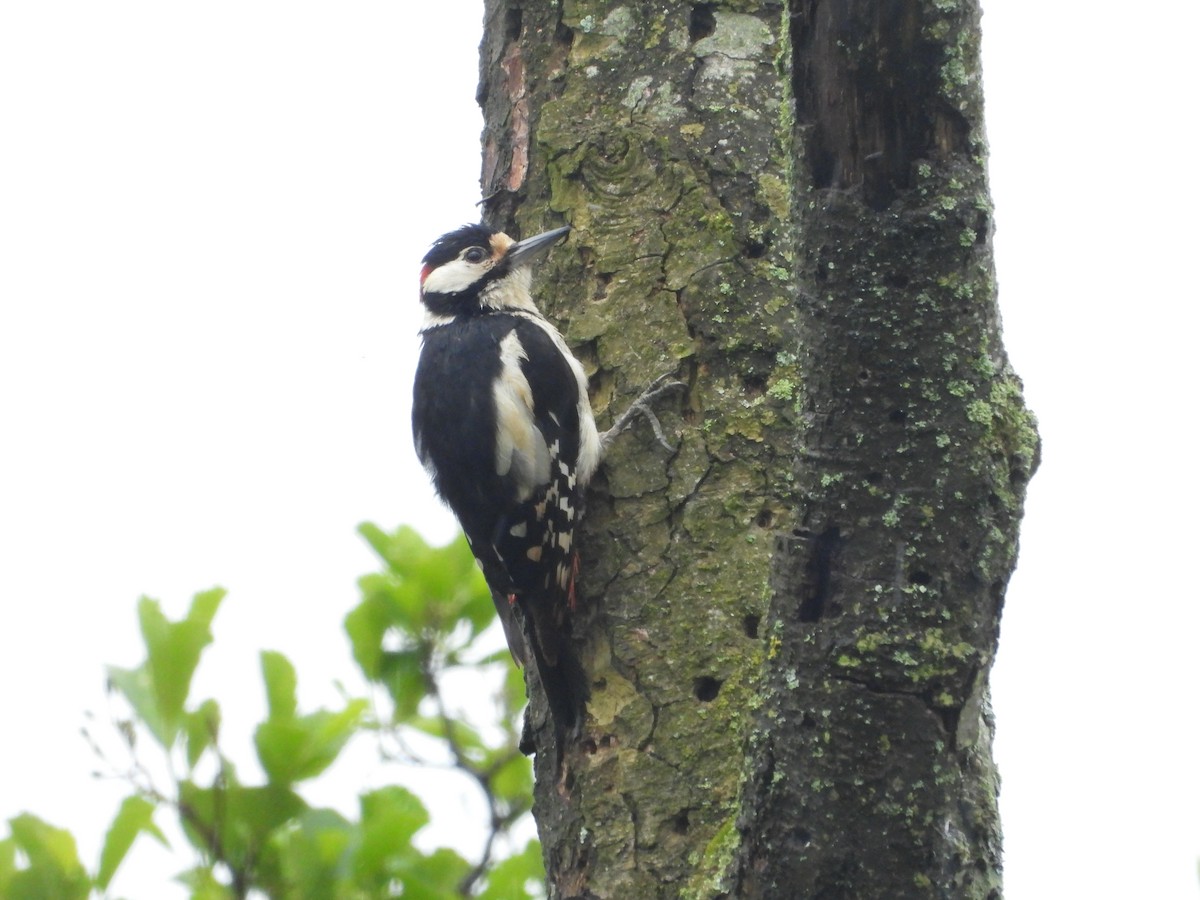 Great Spotted Woodpecker - ML621067292