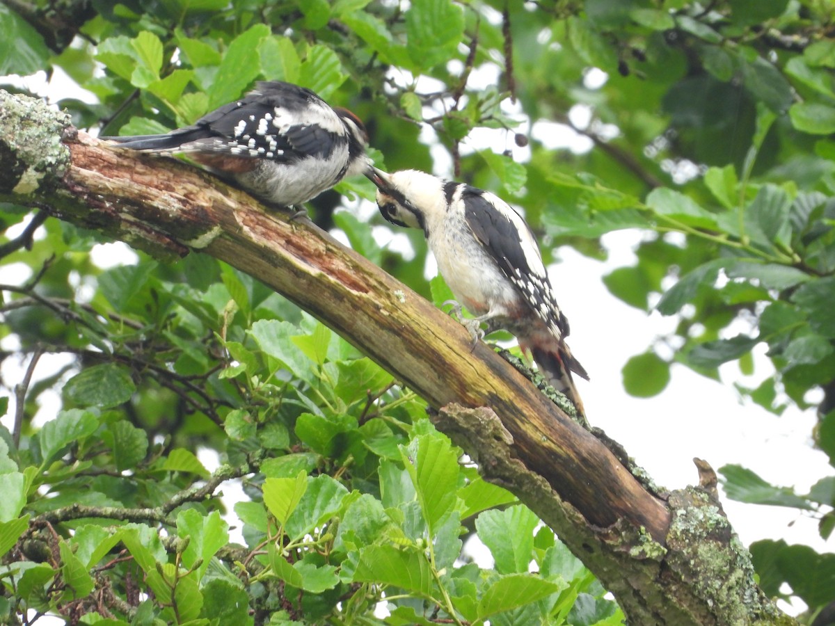 Great Spotted Woodpecker - ML621067294