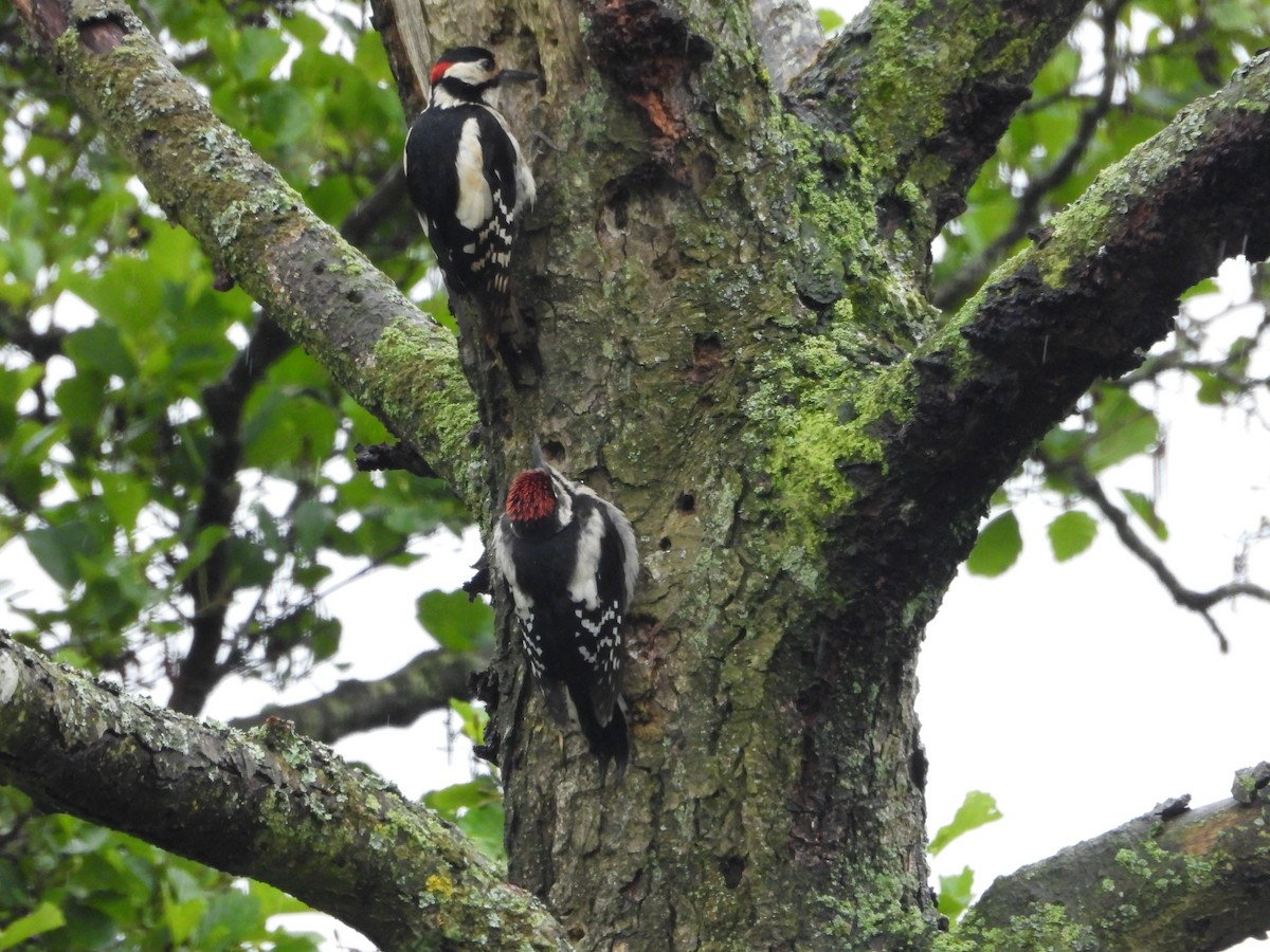 Great Spotted Woodpecker - ML621067295