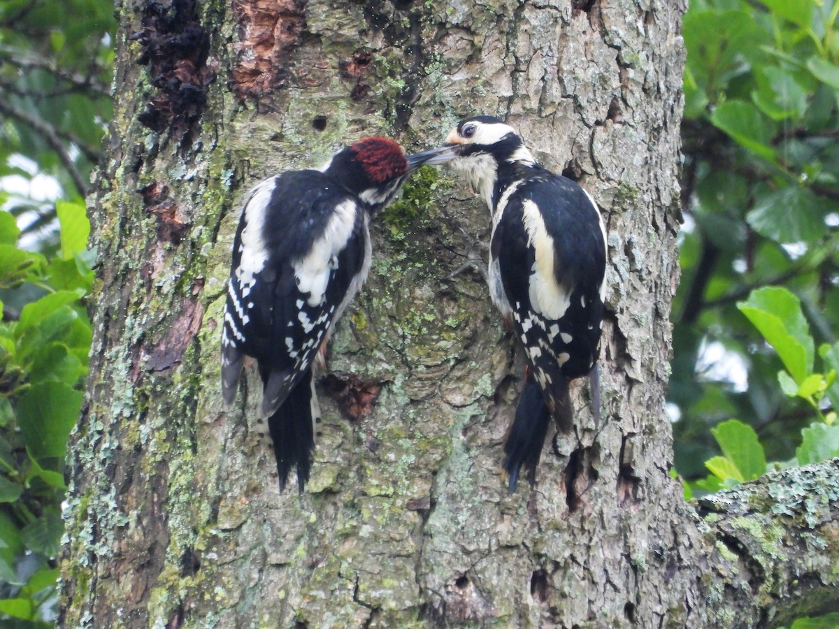 Great Spotted Woodpecker - ML621067296