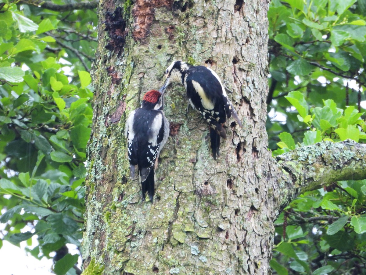 Great Spotted Woodpecker - ML621067297