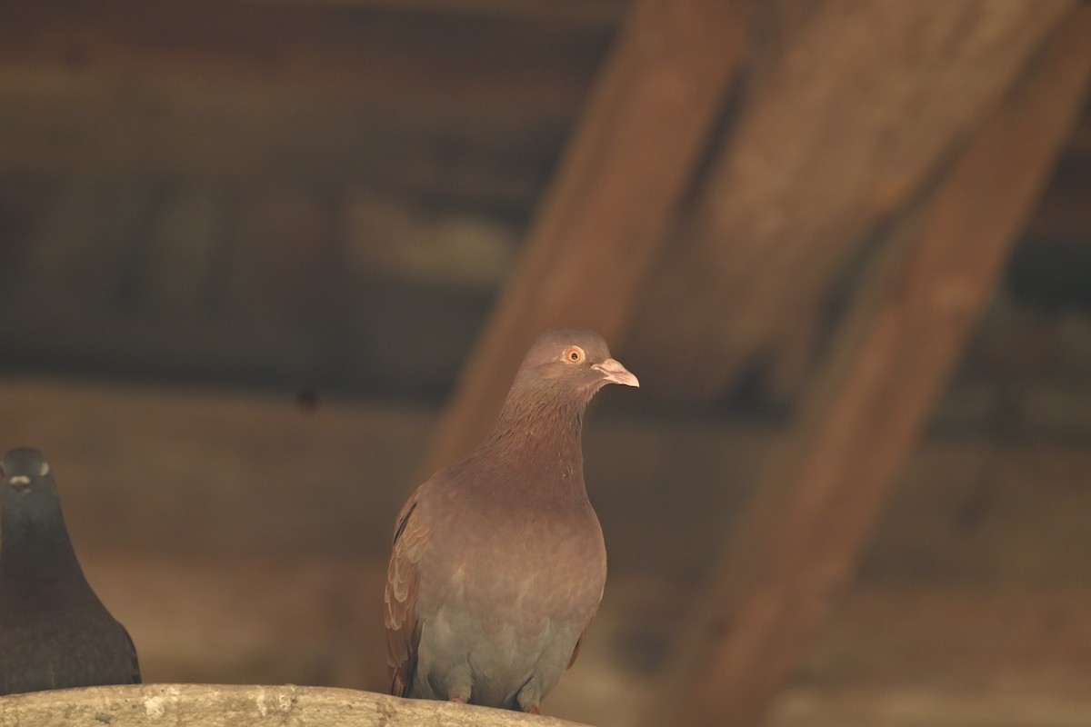 Rock Pigeon (Feral Pigeon) - ML621067300