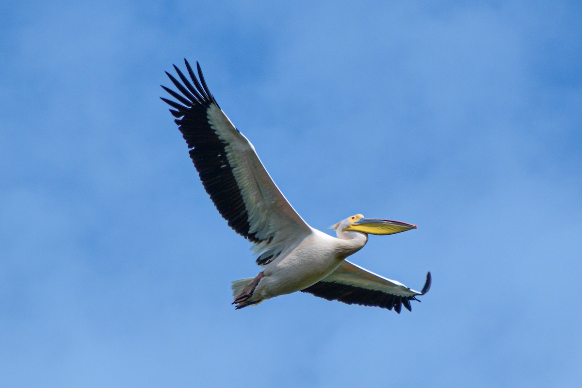pelikán bílý - ML621067322