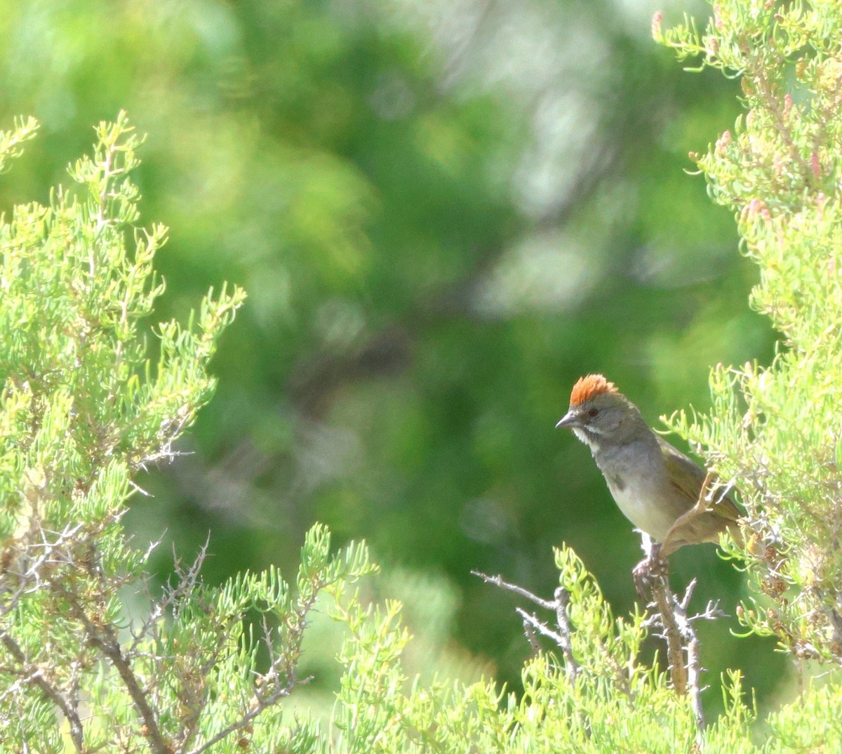 Green-tailed Towhee - ML621067331