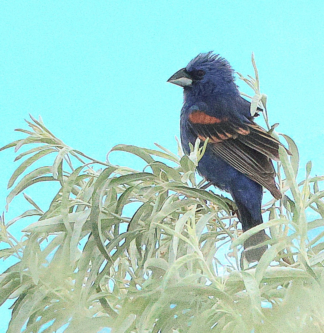 Blue Grosbeak - ML621067341