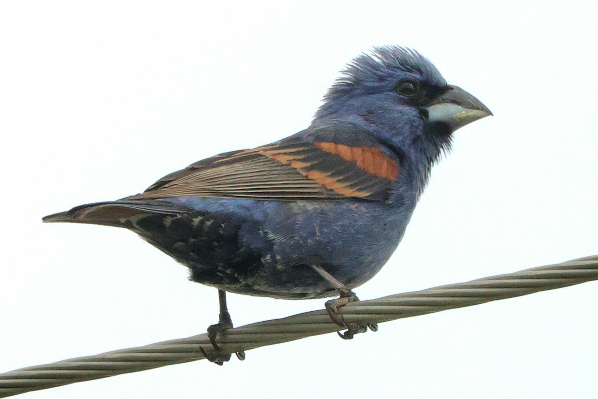 Blue Grosbeak - ML621067344