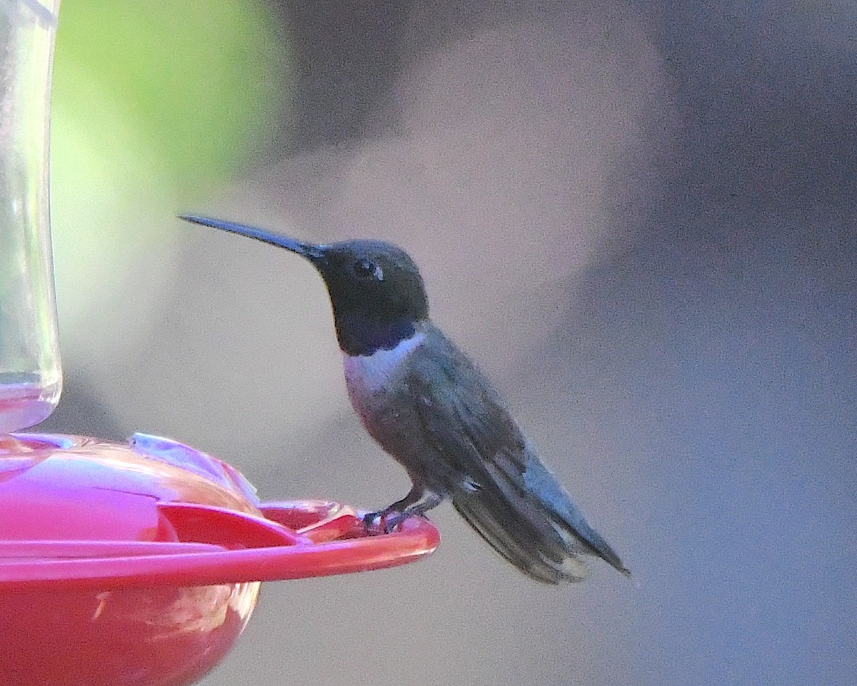 Black-chinned Hummingbird - ML621067345