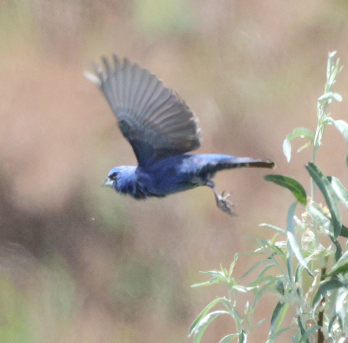 Blue Grosbeak - ML621067349