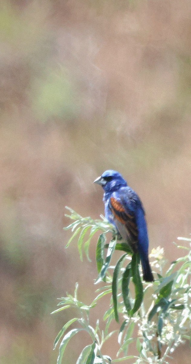 Blue Grosbeak - ML621067353