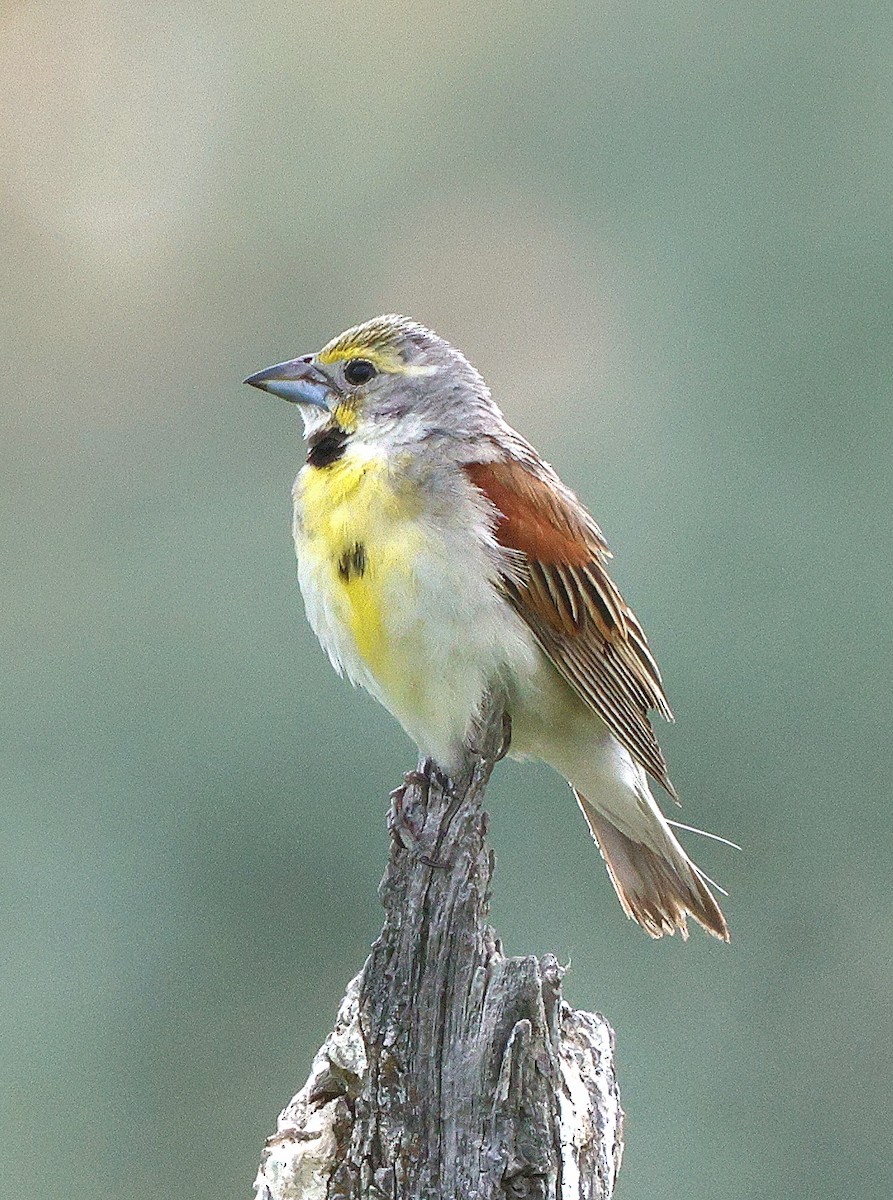 Dickcissel - ML621067363