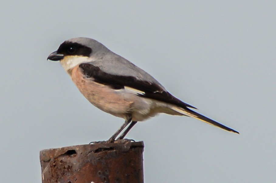 Lesser Gray Shrike - ML621067365