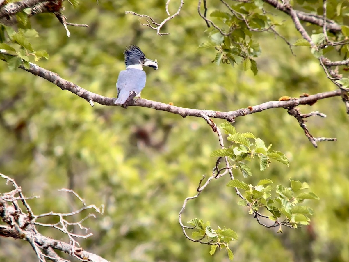Belted Kingfisher - ML621067366