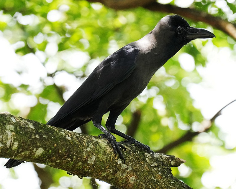 Corbeau familier - ML621067381