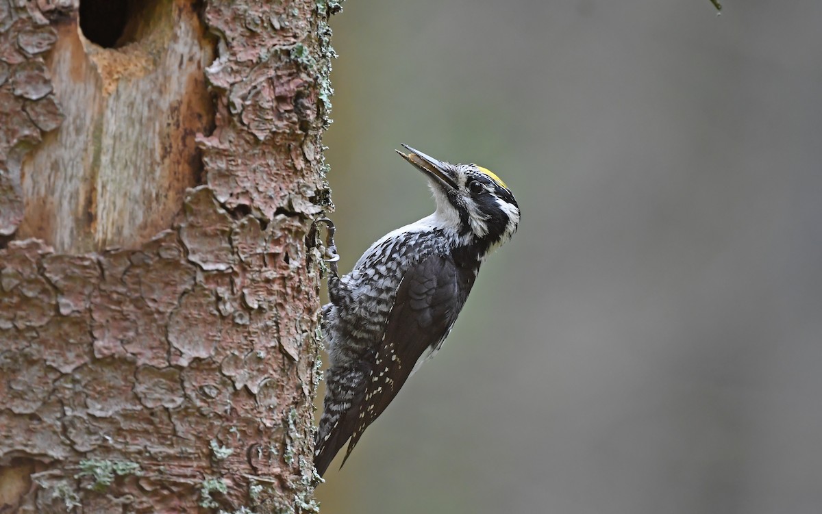 Eurasian Three-toed Woodpecker - ML621067382