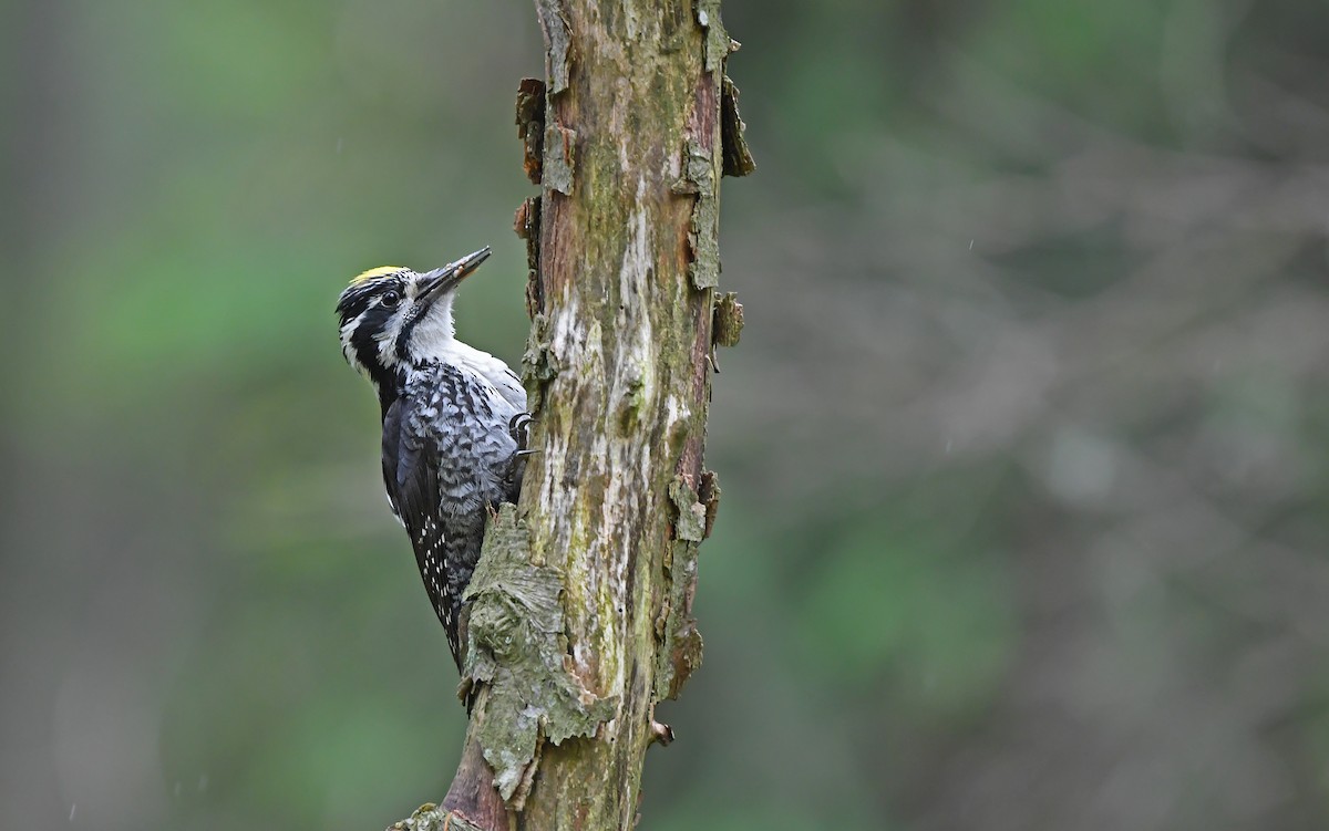 Eurasian Three-toed Woodpecker - ML621067383