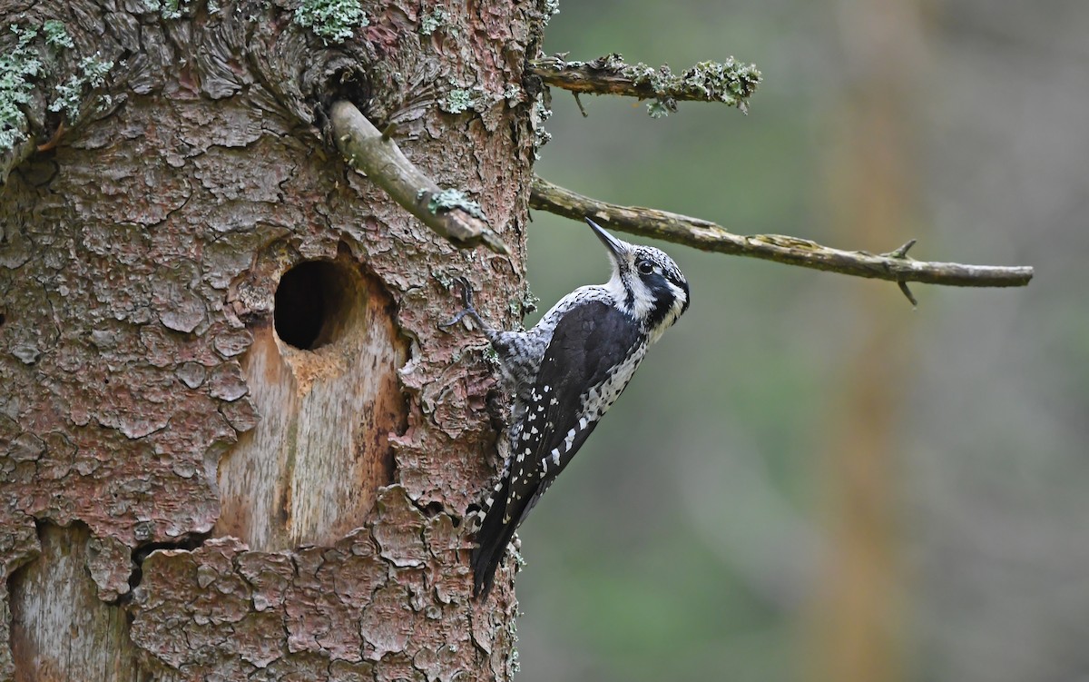 Eurasian Three-toed Woodpecker - ML621067385