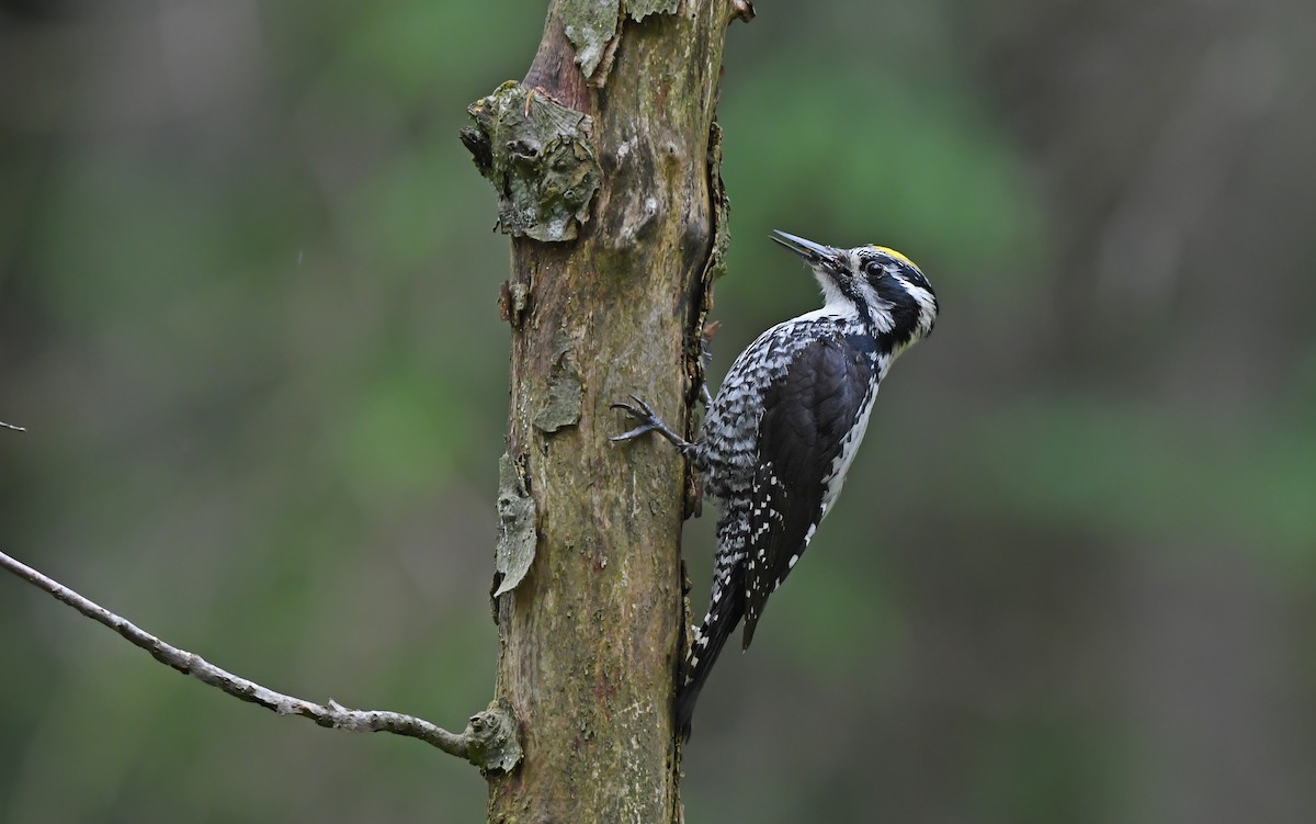 Eurasian Three-toed Woodpecker - ML621067386