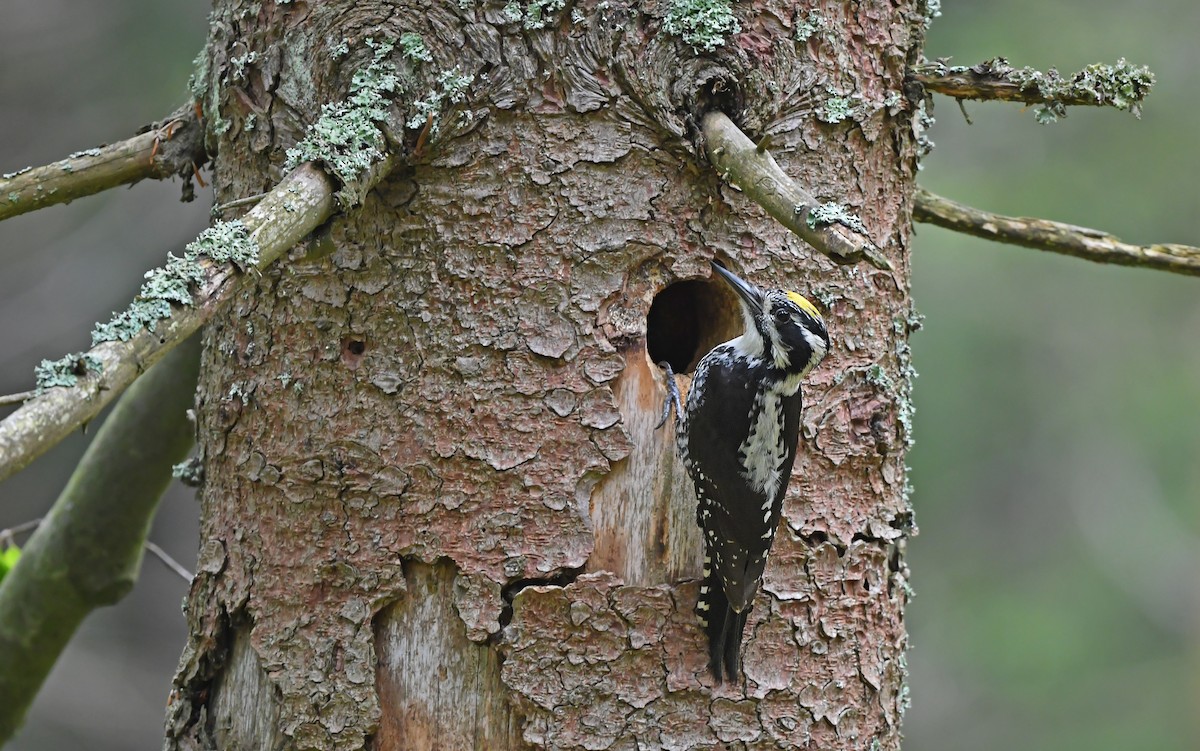Eurasian Three-toed Woodpecker - ML621067389