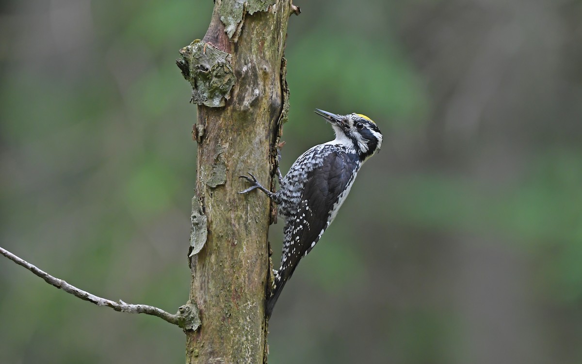 Eurasian Three-toed Woodpecker - ML621067390