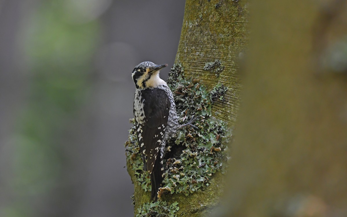 Eurasian Three-toed Woodpecker - ML621067391