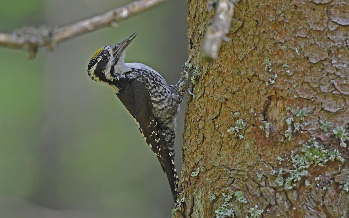 Eurasian Three-toed Woodpecker - ML621067396