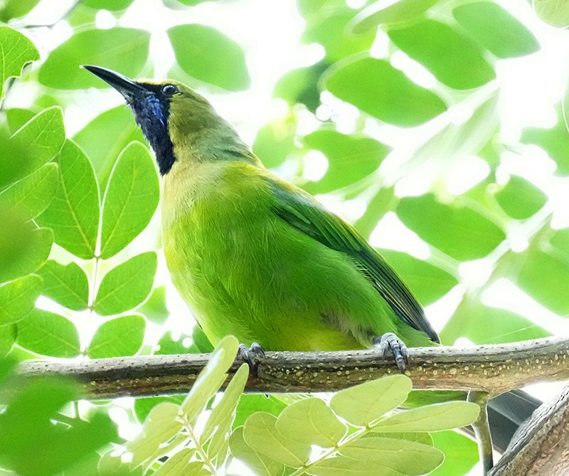 Jerdon's Leafbird - ML621067397