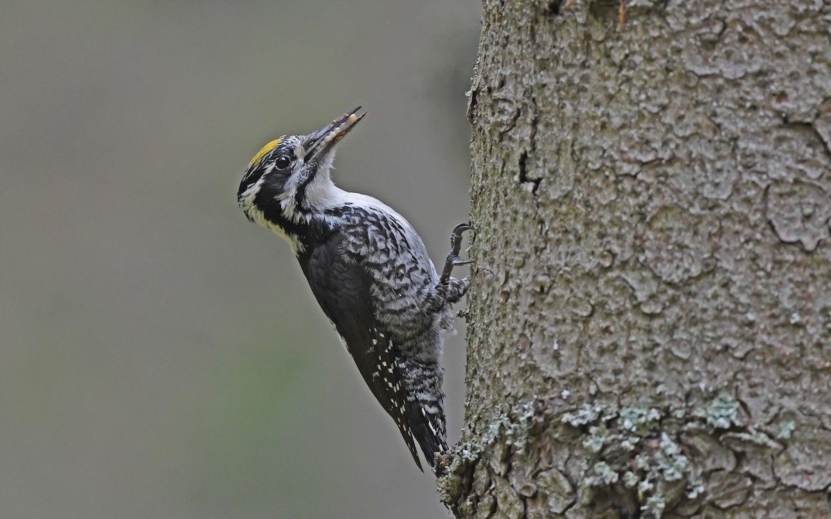Eurasian Three-toed Woodpecker - Christoph Moning