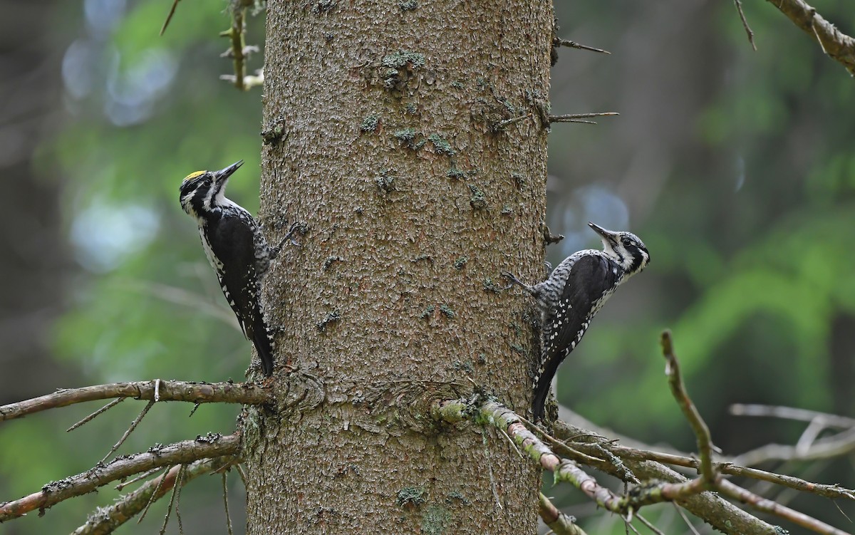 Eurasian Three-toed Woodpecker - ML621067400