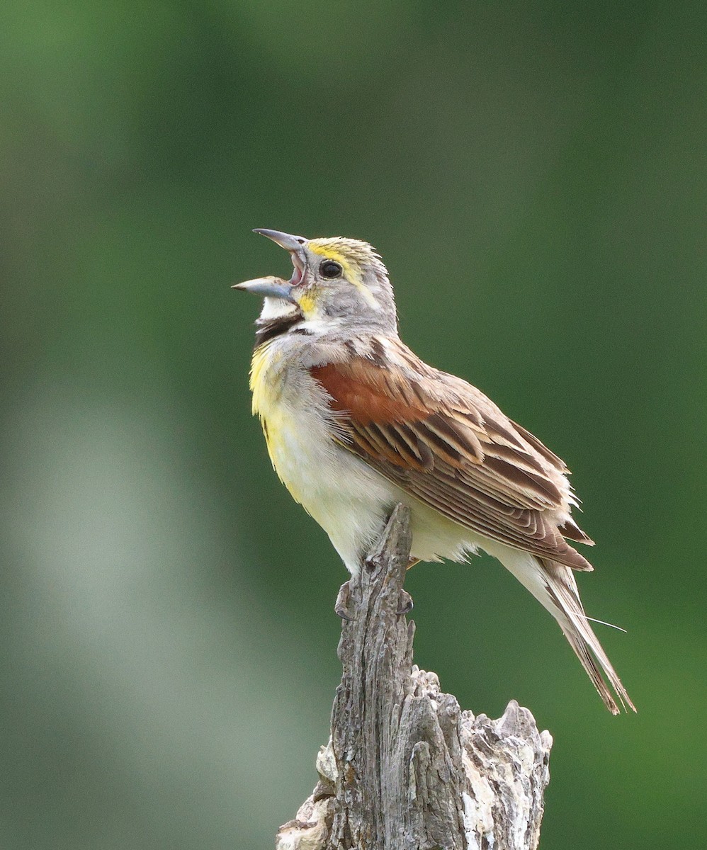 Dickcissel - ML621067426