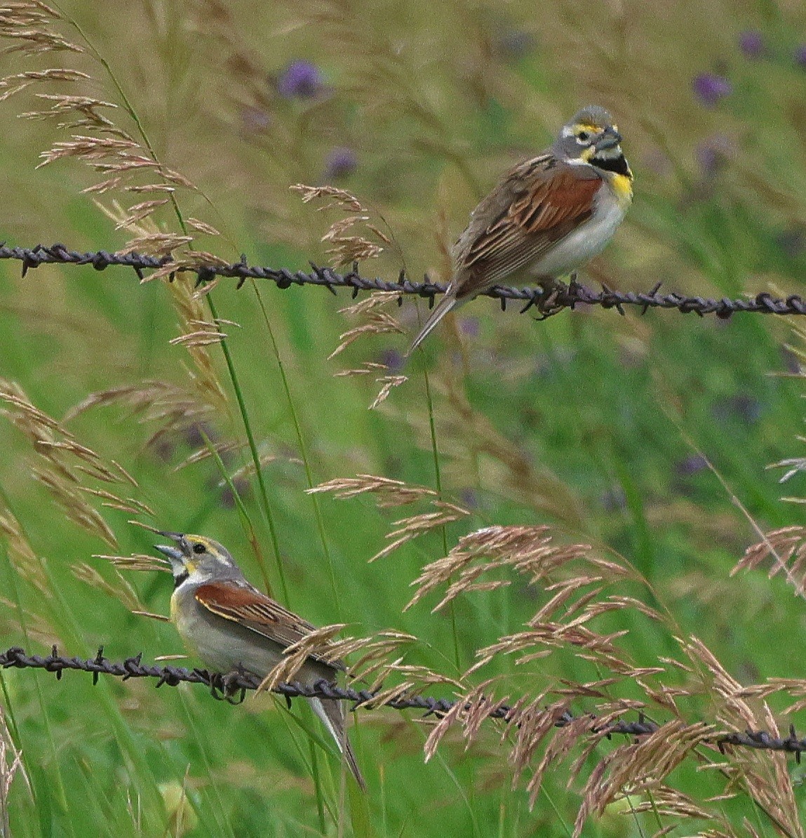 sisselspurv - ML621067427