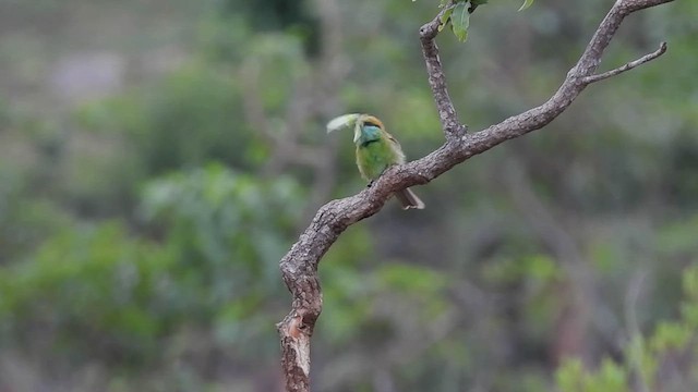Asian Green Bee-eater - ML621067433