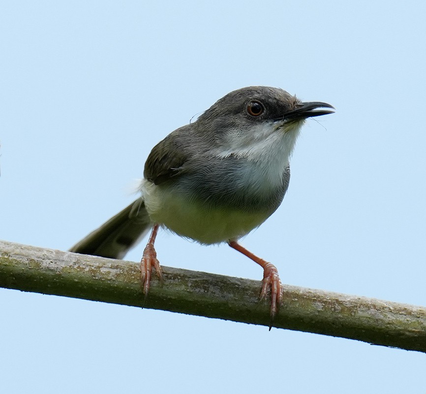 Prinia de Hodgson - ML621067437